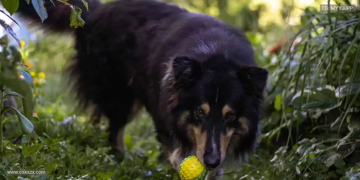 球迷专属,周边一站式购齐!🎁👕